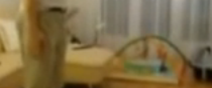 babák táncolnak